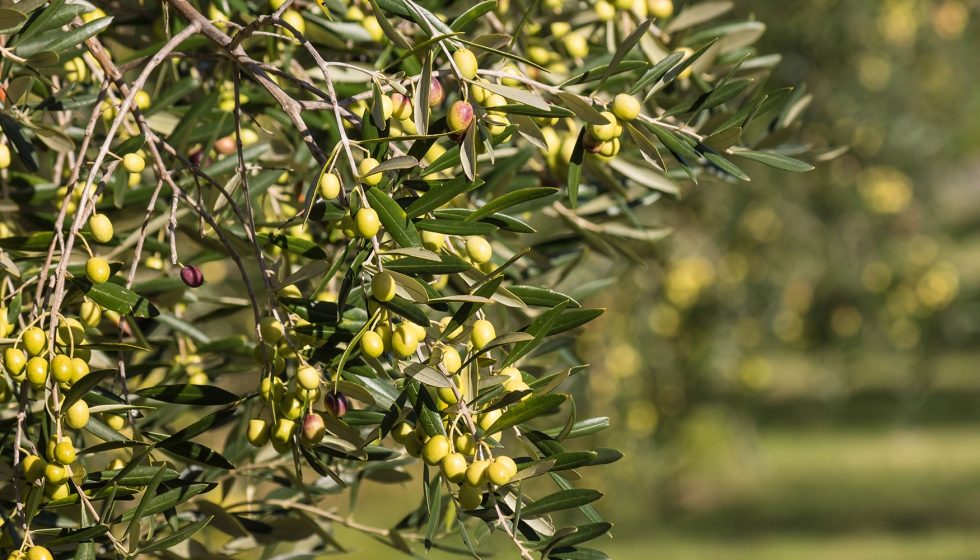 AEMO elabora la previsión de cosecha de aceite de oliva en España para la campaña 2017-2018