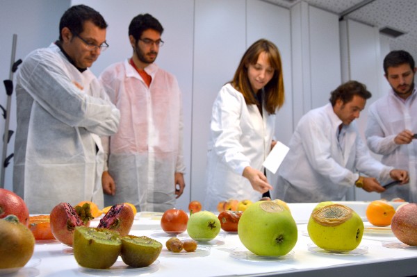 Profesionales de la fruta de España y América Latina asisten al II Curso de Postcosecha del IRTA
